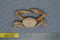 藏品(徽章聲蟹)的圖片